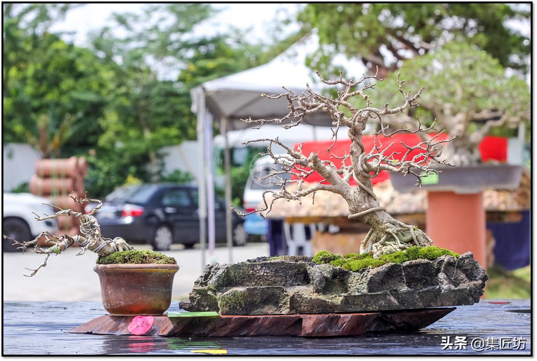 盆景的基础管理养护方法,盆景怎么养护才能更好