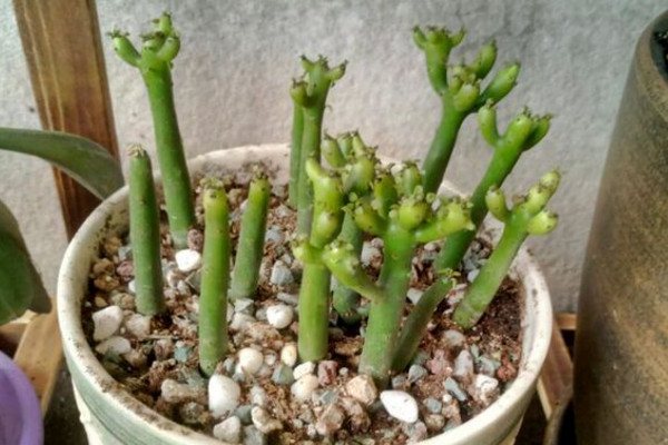 光棍树怎么养好看,光棍树怎么养好看视频