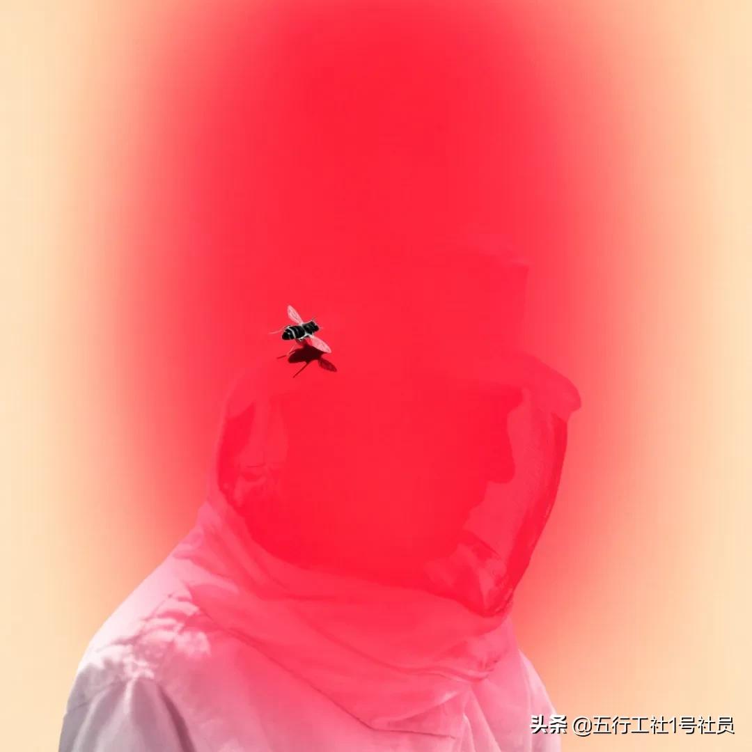 纽约时报年度最佳童书绘本推荐,纽约时报年度最佳图书