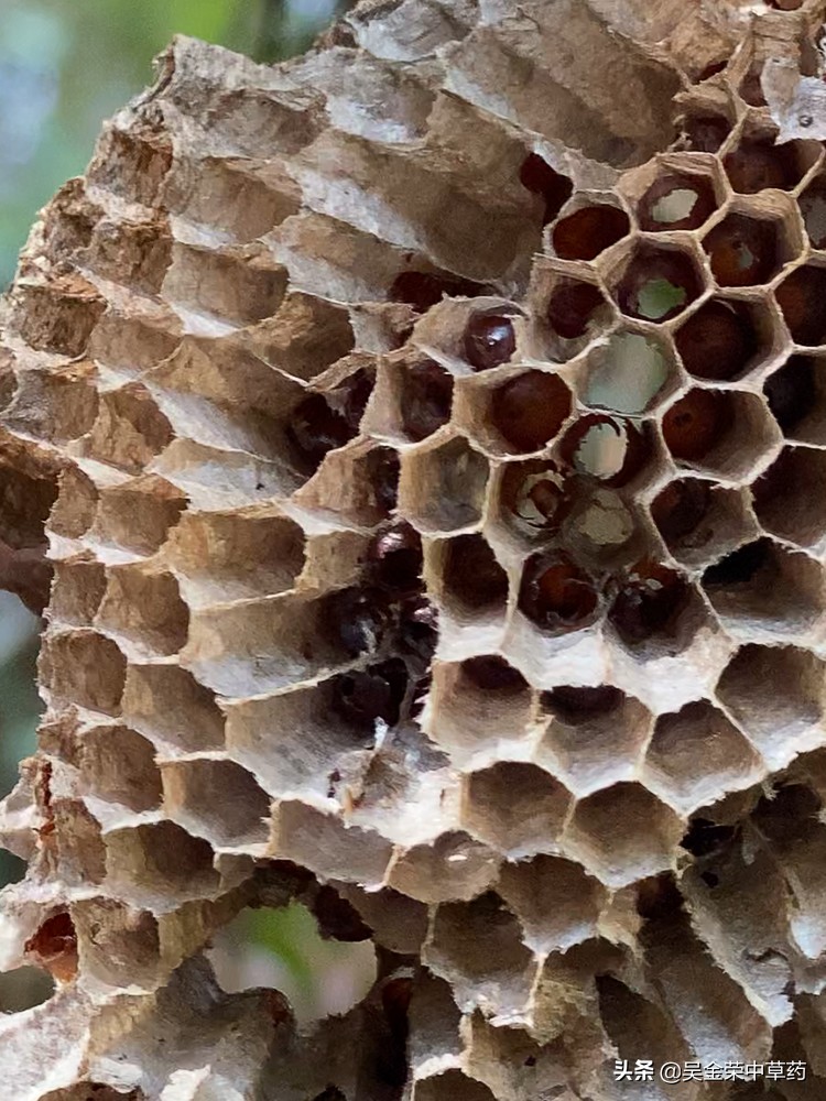 野生蜂巢的偏方用途有哪些,野生蜂巢能治病吗都能治哪些病