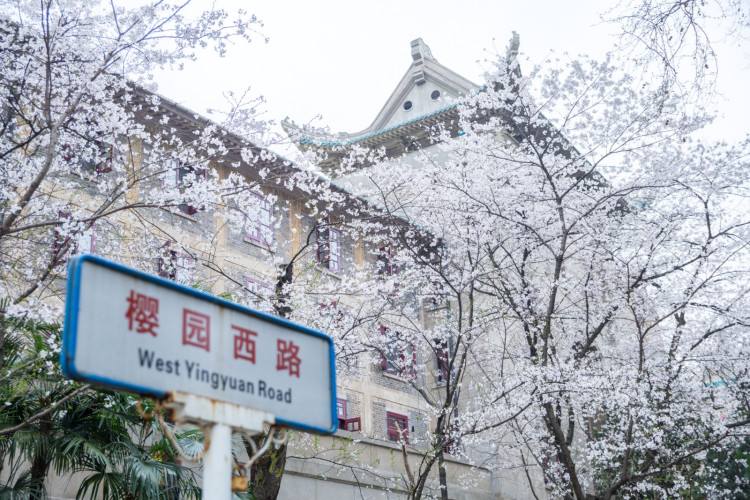 武汉大学法学专业，实力如何？学姐：每年接纳不少清北推免生