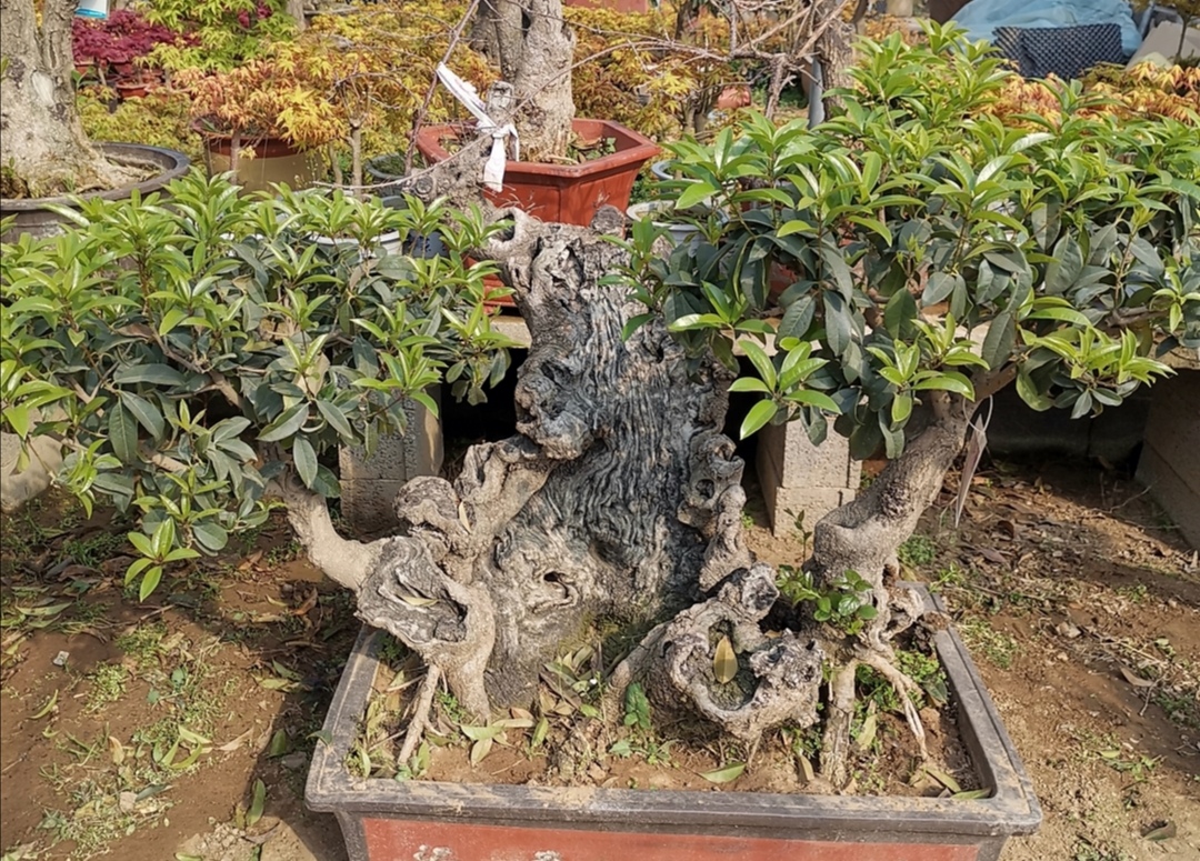 桂花刚发芽就变枯有什么补救方法,桂花开花后的种植和修剪