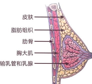 奶量跟睡眠有关么,奶量和吃的多少有关系吗