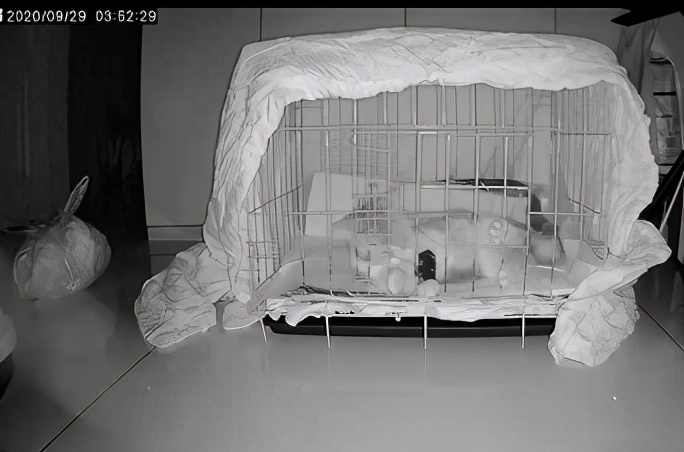 团子猫传腹治好了吗,团子的猫传腹