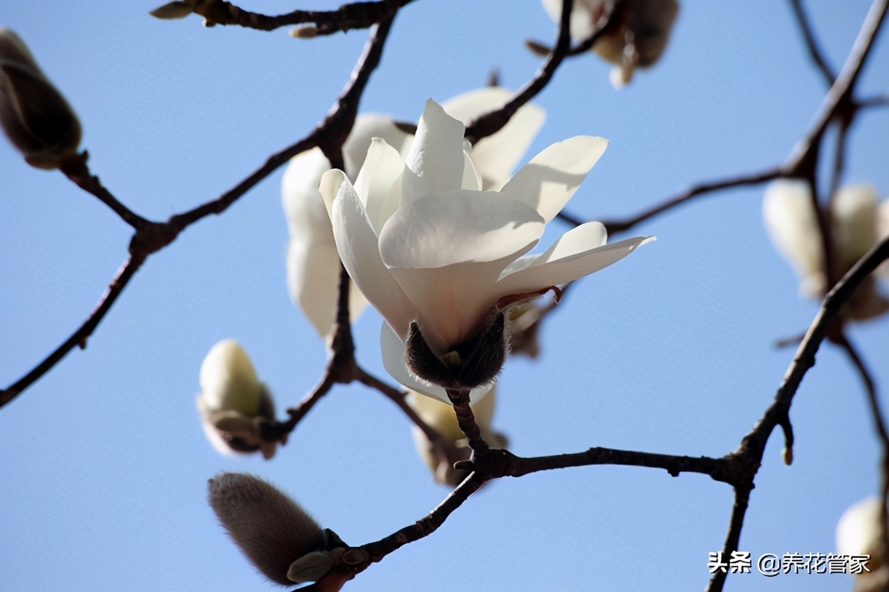 人间二月天歌曲,人间最美二月天图片