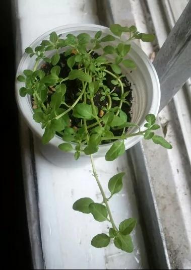 薄荷在家中养哪个品种比较好,薄荷什么品种适合养在家里