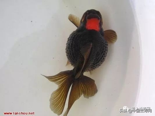 国宝级皇冠珍珠金鱼视频,皇冠珍珠金鱼视频