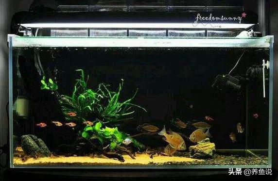 观赏鱼死掉的原因有哪些,观赏鱼入缸就死怎么回事