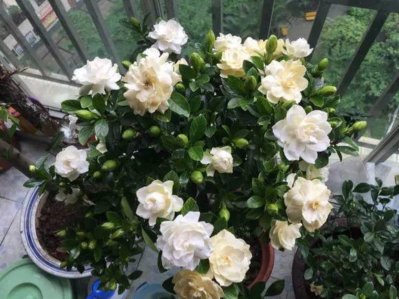 栀子花叶片发皱怎么消除,栀子花叶片发黄小妙招