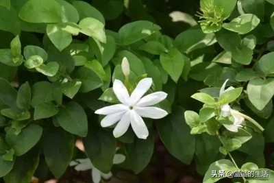 每个国家的国花是什么,国家的国花和象征意义