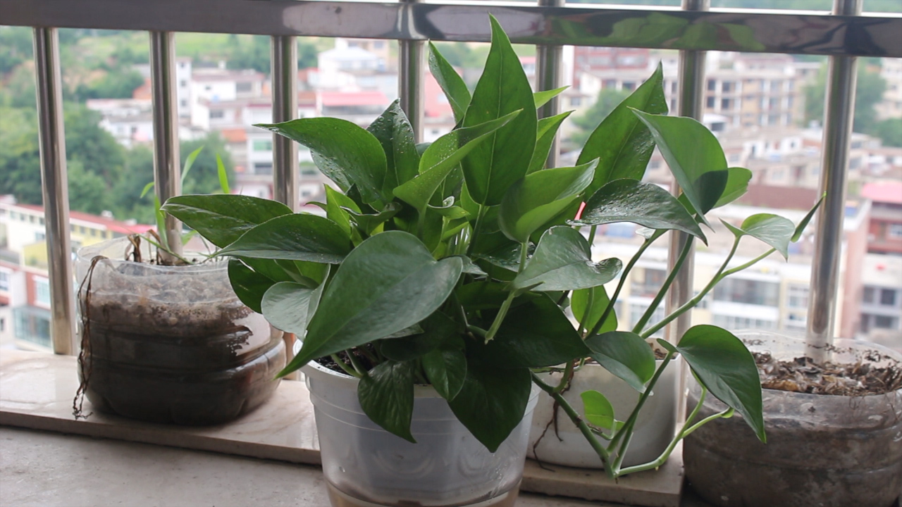 绿萝叶子发黄快速补救方法水养,绿萝叶子发黄怎么补救水养