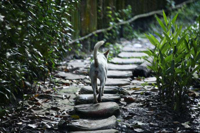 一座美丽的城市缅甸仰光,80年代的缅甸仰光城市