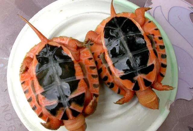 国龟之美黄喉,国龟的魅力