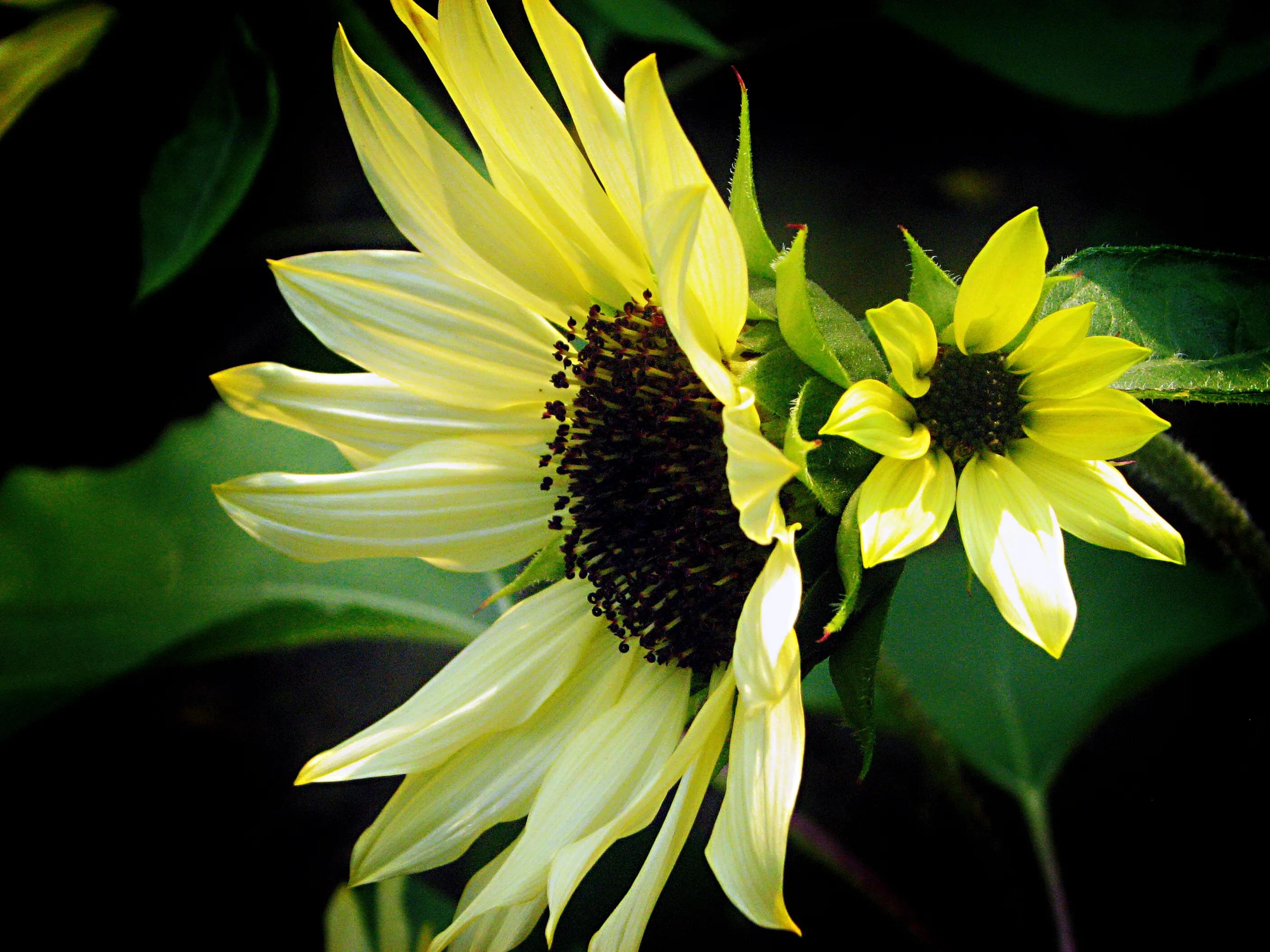 向日葵种子什么品种最好,向日葵哪种是可食用品种