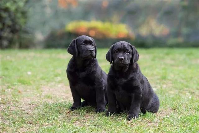 黑色拉布拉多犬为什么不建议养,拉布拉多黑色成年犬领养