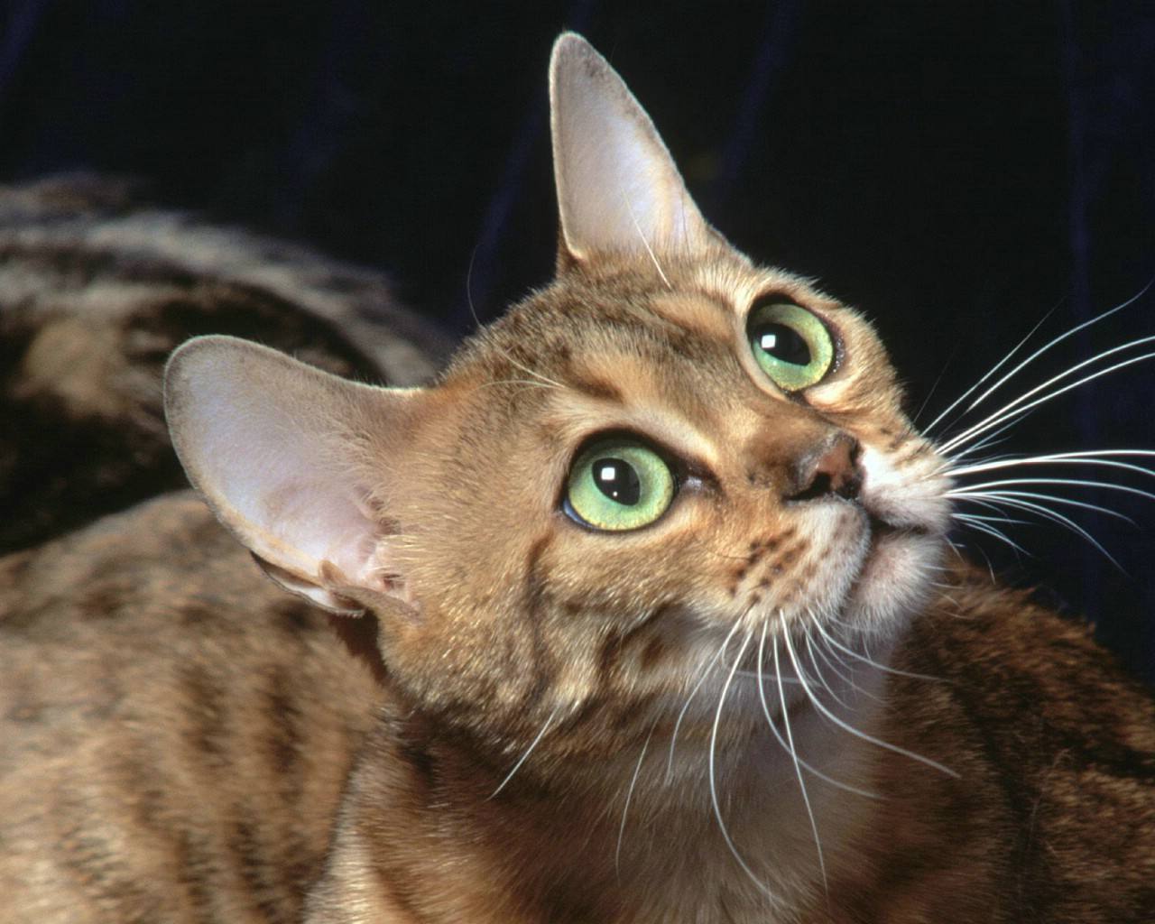 猫咪临终前一般要出现的四种情况,猫咪死前的症状都会有哪些