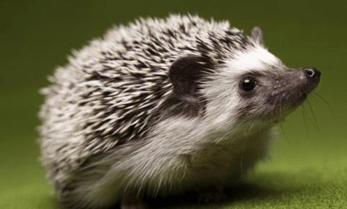 刺猬浑身都是宝,刺猬养殖技术大全