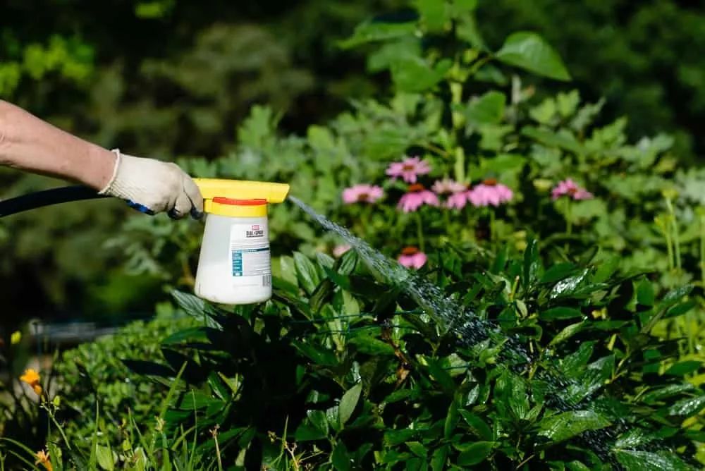 多肉蜗牛养殖方法,多肉蜗牛养护方法