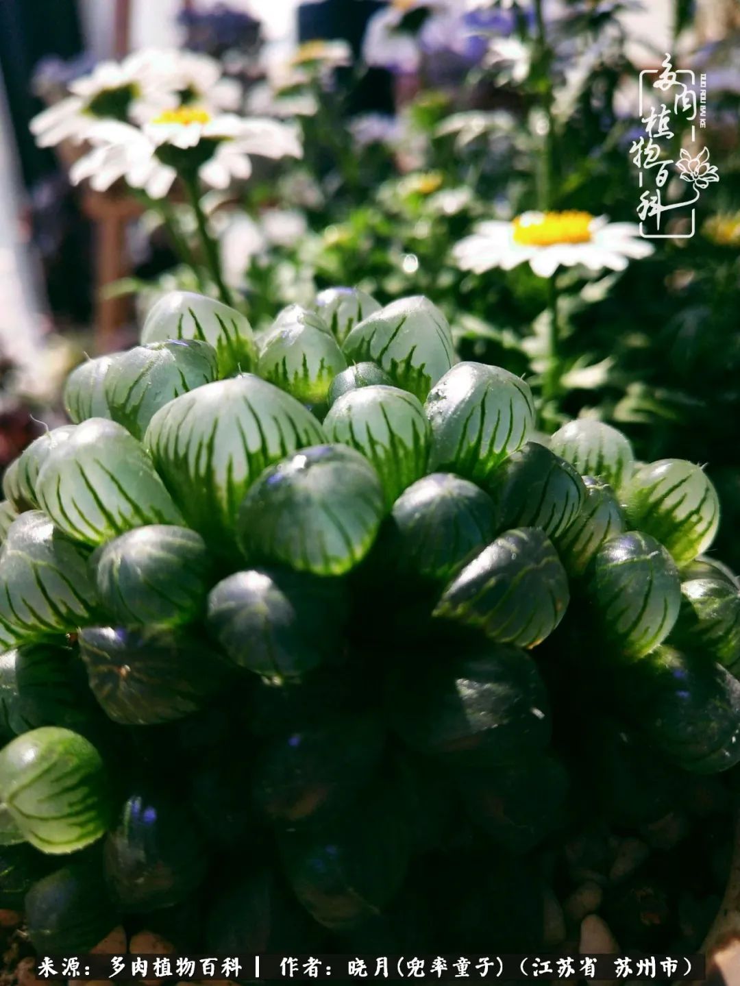 六年时间环游22个国家，却被多肉小萌物征服