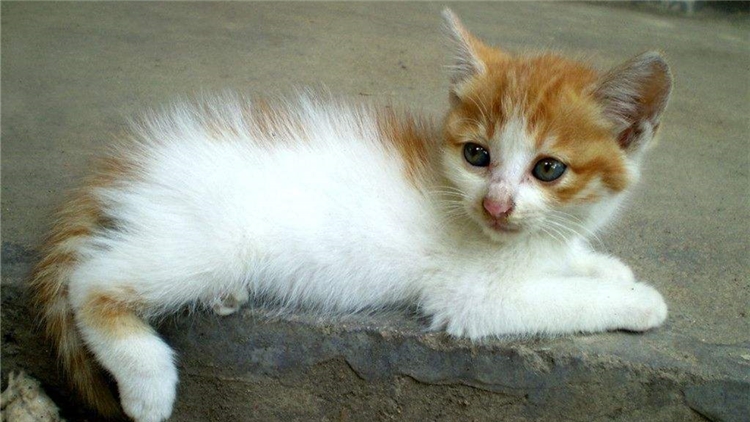 猫咪为什么经常带攻击性,猫咪为什么会有异食