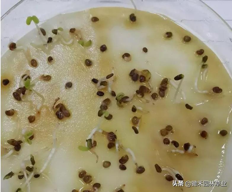 适合盐碱地的植物有哪些,绿化草耐旱品种