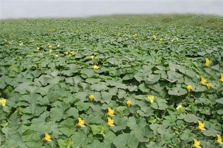 南瓜高产的最佳方法,蜜本南瓜种植前景及高产技术浅析