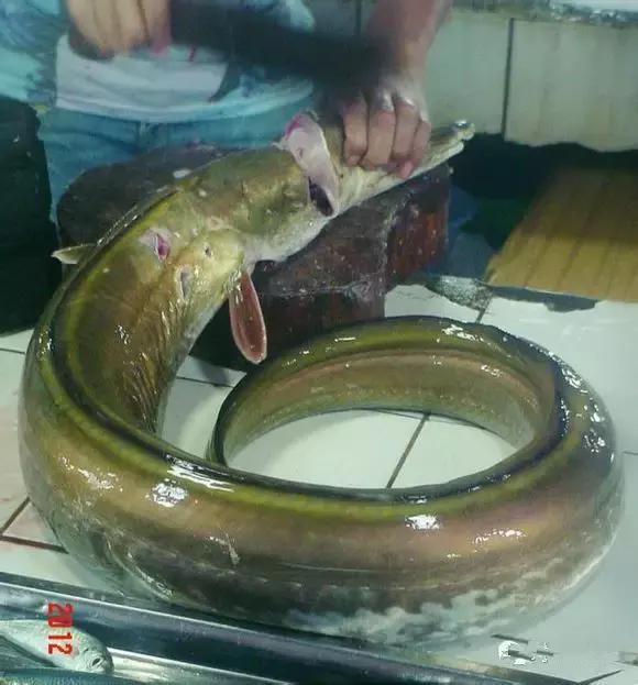 渔民海鲜大全,渔民整理的海鲜河鲜大全