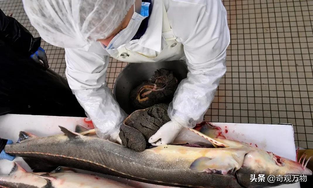 白化鲟鱼鱼子酱多少一条,鲟鱼鱼子酱值多少钱