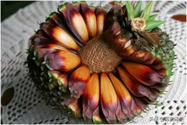 世界上最危险的工作打松塔,全世界最危险的工作合集