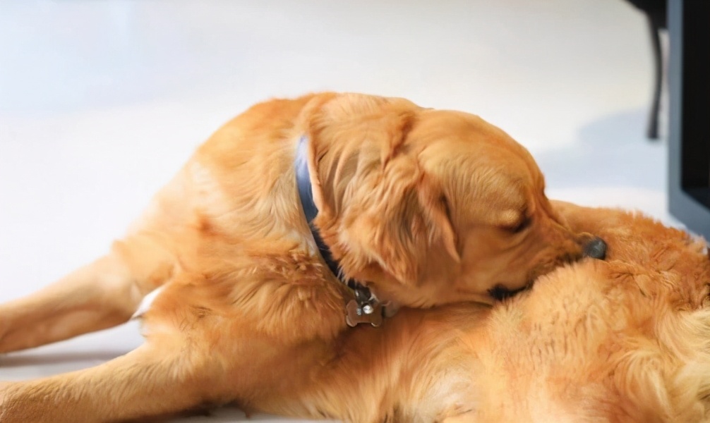 狗狗掉毛皮肤溃烂怎么办,狗狗掉毛皮肤白