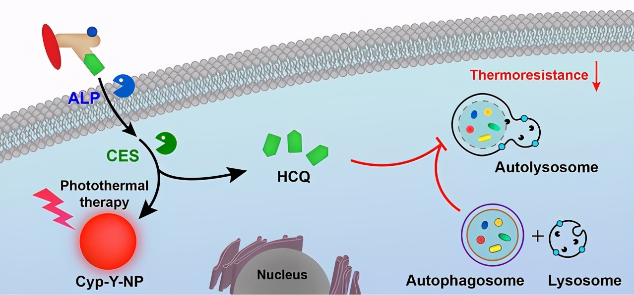 肿瘤创新性研究成果,肿瘤研究的重大突破