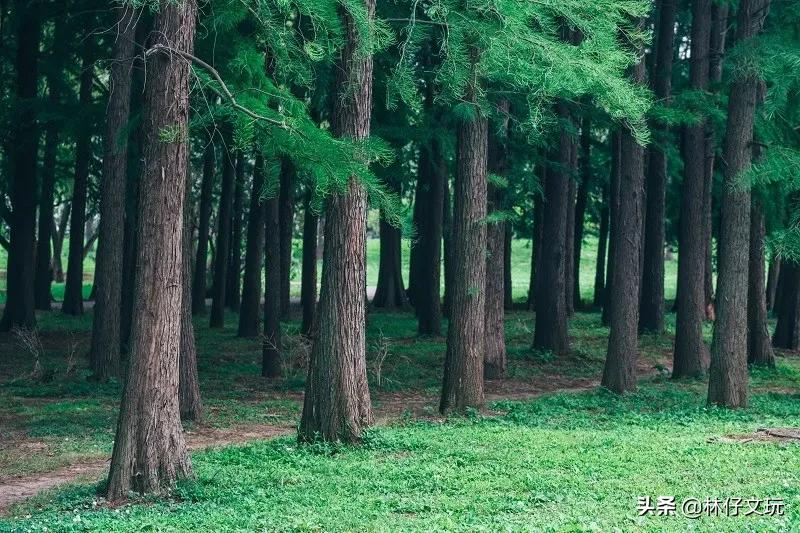 人要脸树要皮请你自重,人要脸树要皮完整句子