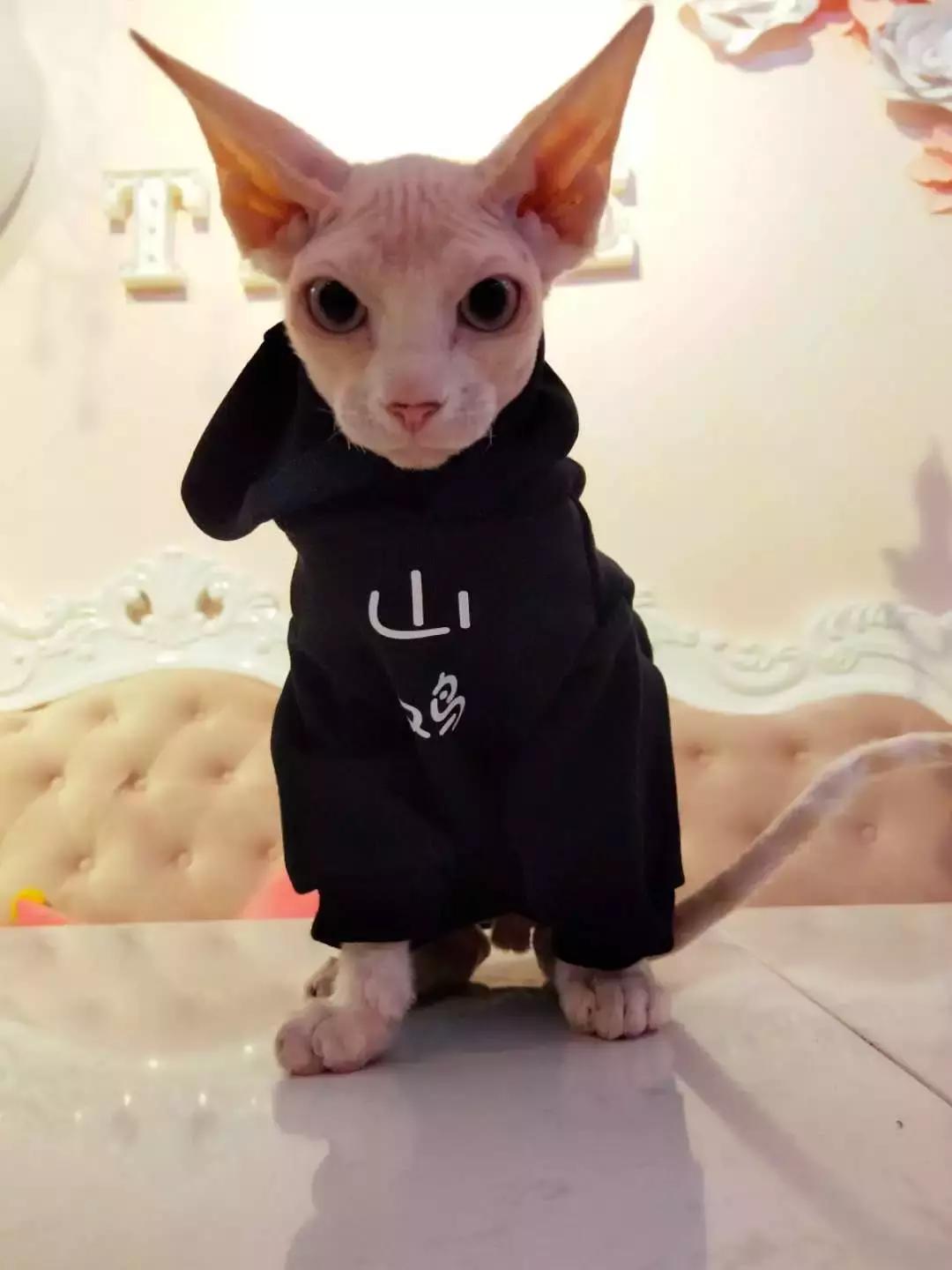 吃饭玩耍一体店,吃饭撸猫二选一