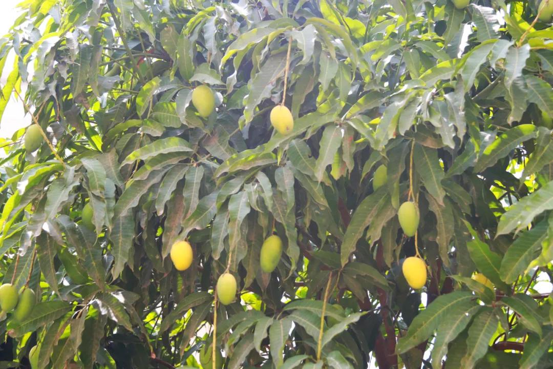 鍛宠暰娼畨,鍛宠暰鏂界敻