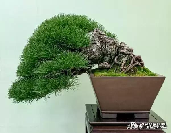 日本盆景巨匠木村正彦作品全程 (木村正彦盆景作品)