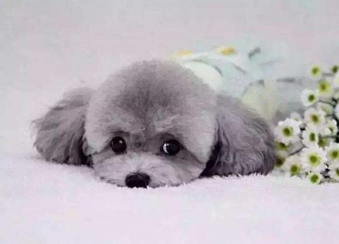 贵宾犬有几个颜色,贵宾犬颜色哪个最好