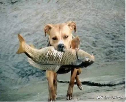 26张活久见的图片看完又涨知识了,42张照片大图