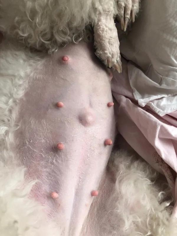 怎样判断狗狗是怀孕还是腹水,狗狗怀孕不吃饭怎么办