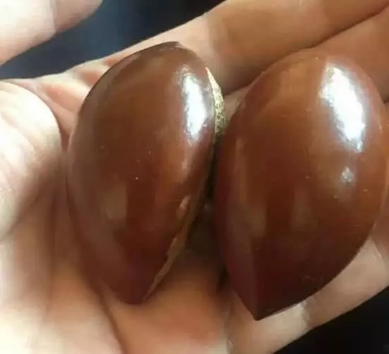 文玩菩提种类,文玩菩提子分类