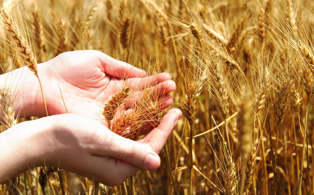 美国操控粮食价格,美国4大粮商与中国打粮食战