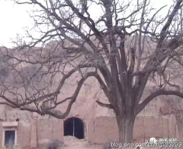 八河老槐树,柴库老槐树