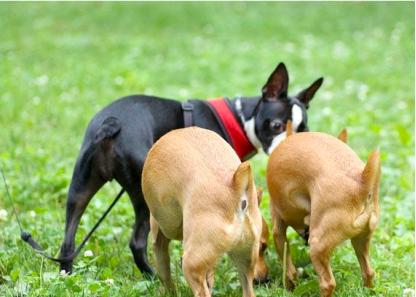 为什么狗狗社交要先闻屁股,狗狗一见面为什么会老是闻屁股