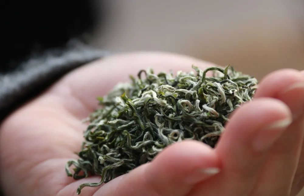 早上6点，去蒙顶山买茶是一种什么体验？