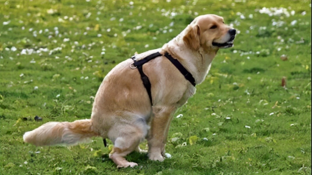 狗狗拉屎正常是什么样的,狗狗拉大便正常的姿势