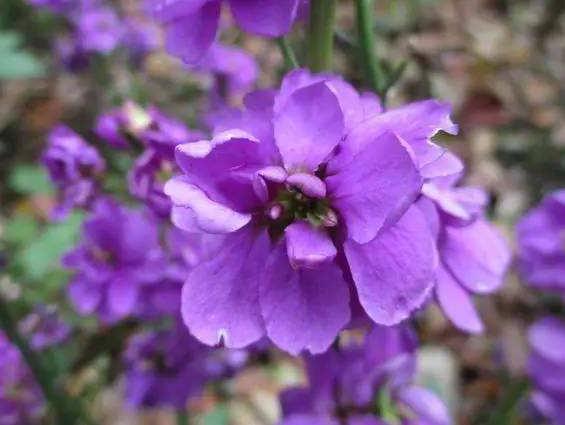 紫罗兰吊兰怎么养护才能养好,紫罗兰养护方法鲜切花