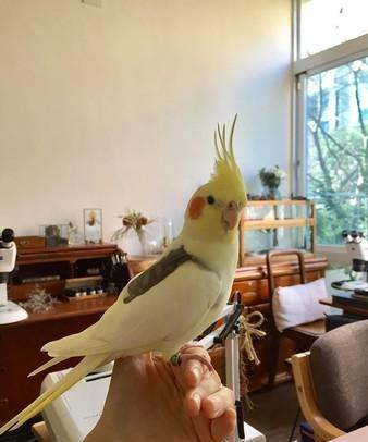 养鹦鹉每天花费时间,养鹦鹉需要花费多少时间陪它