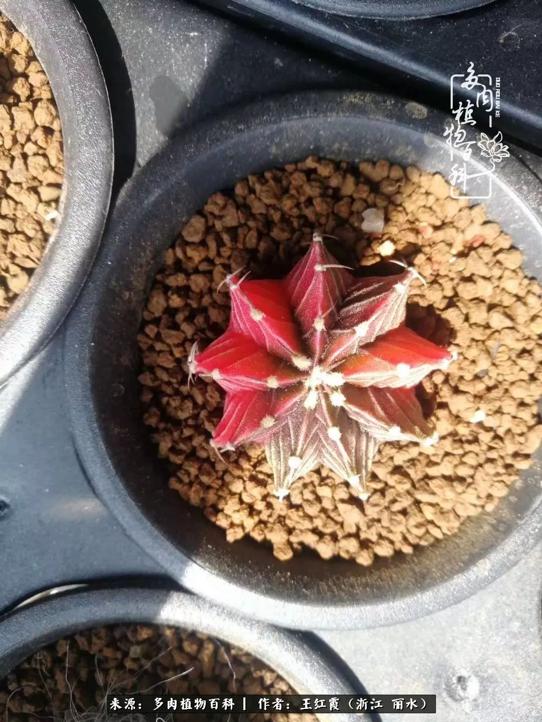 仙人球露养条件,仙人球的露养方法