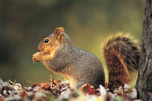 如果老鼠灭绝地球会发生什么变化,如果地球上的老鼠灭绝了会怎么样