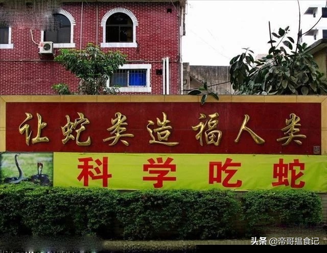 碰到蛇，别人只想跑，然而广东人只想吃掉它