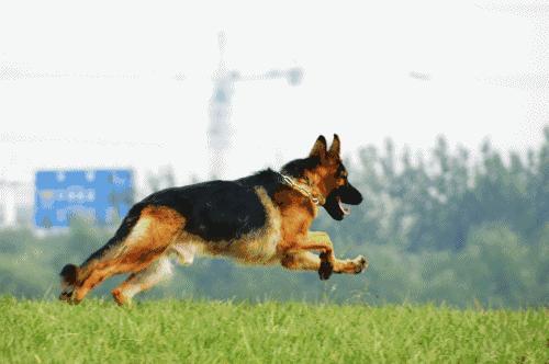 温柔的德牧视频,牧羊犬来福